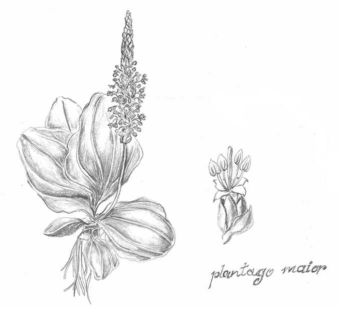plantago