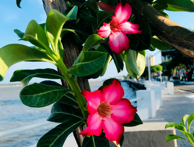 rosa-do-deserto-aracaju-web