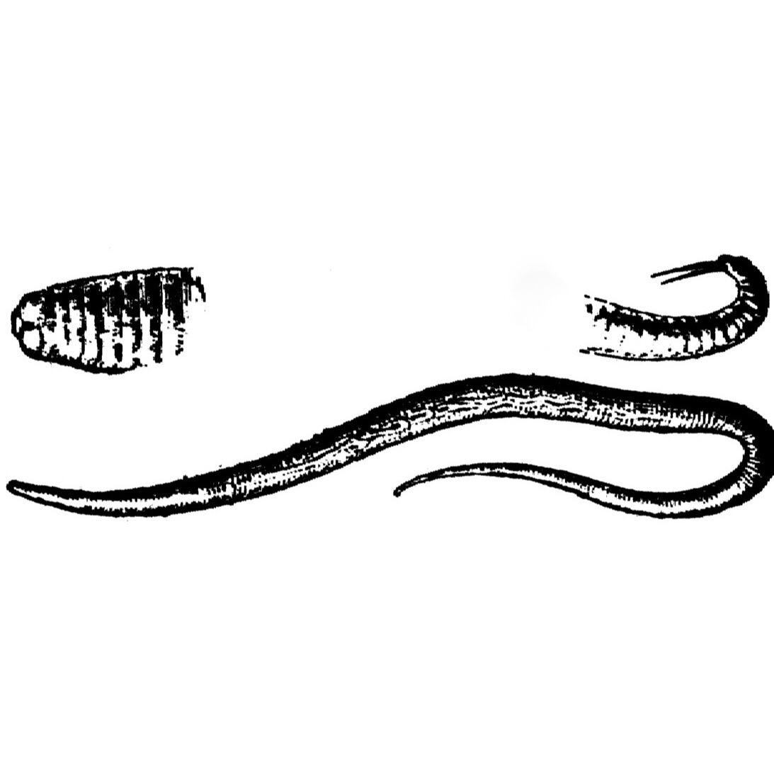 Ascaris lumbricoides, ou lombriga